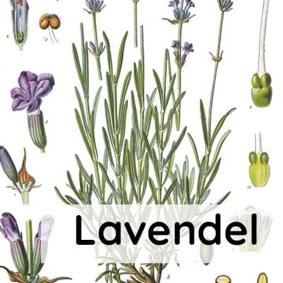 ätherisches Lavendelöl